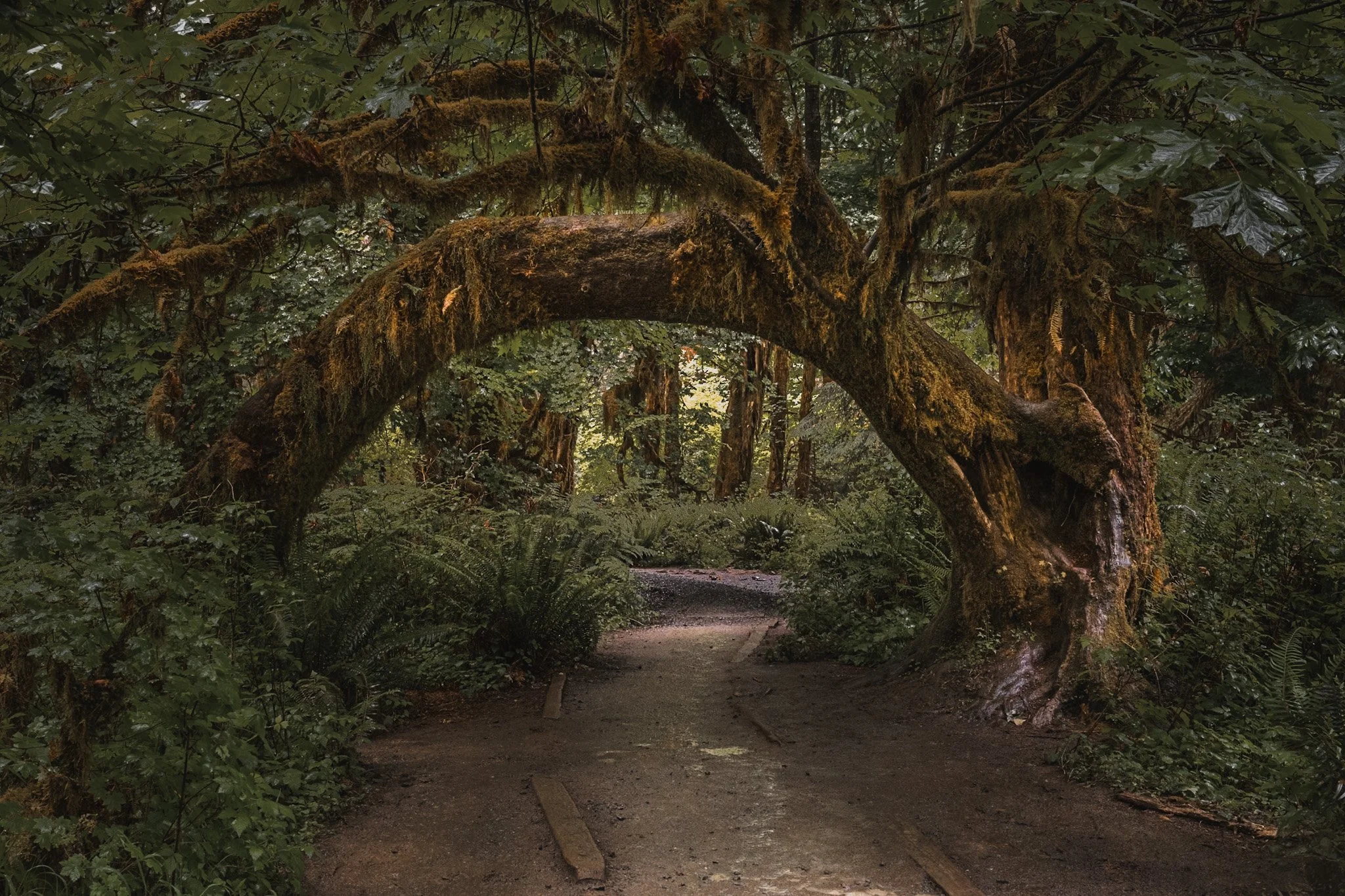 Moody forest cinematic landscape by MaRad Productions video production agency serving Charlotte NC