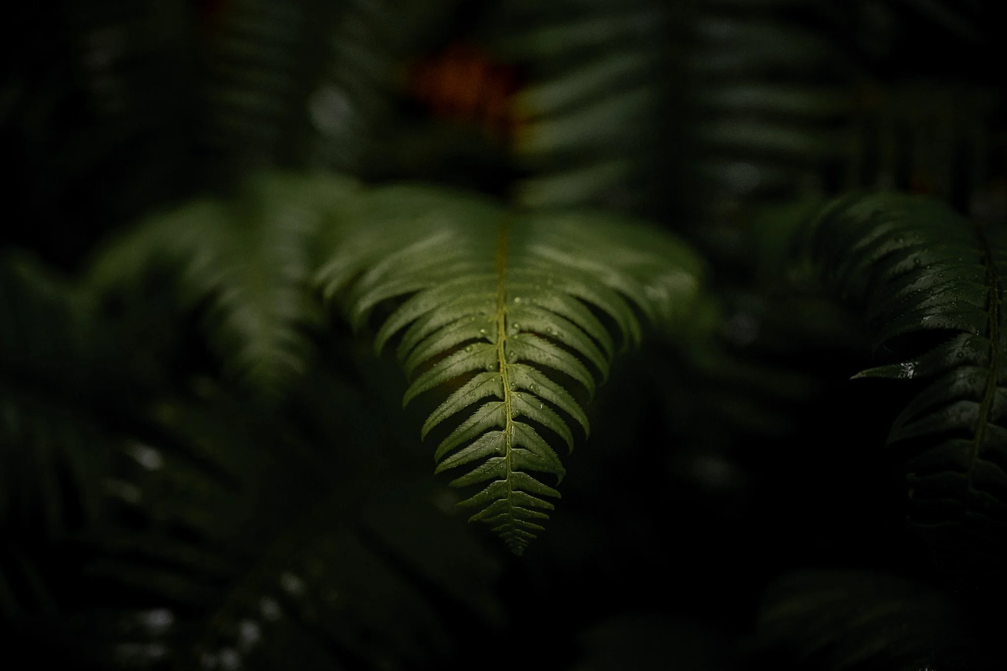 Lush green ferns close up cinematic nature photography by MaRad Productions Charlotte NC