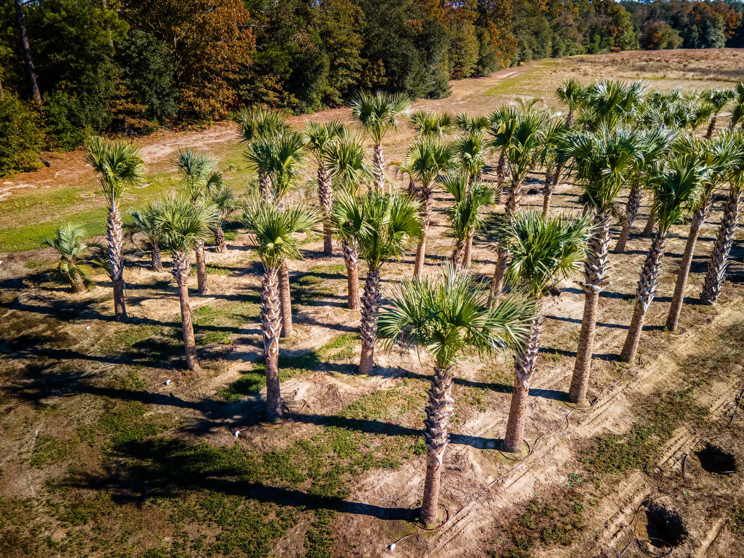 Lees Nursery palm tree farm rows aerial view commercial video production by MaRad Productions Charlotte NC
