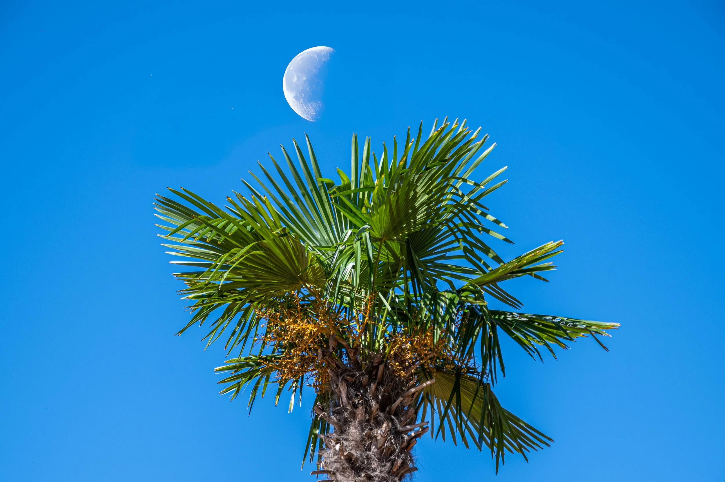 Palm tree with crescent moon blue sky Lees Nursery commercial photography by MaRad Productions Charlotte NC