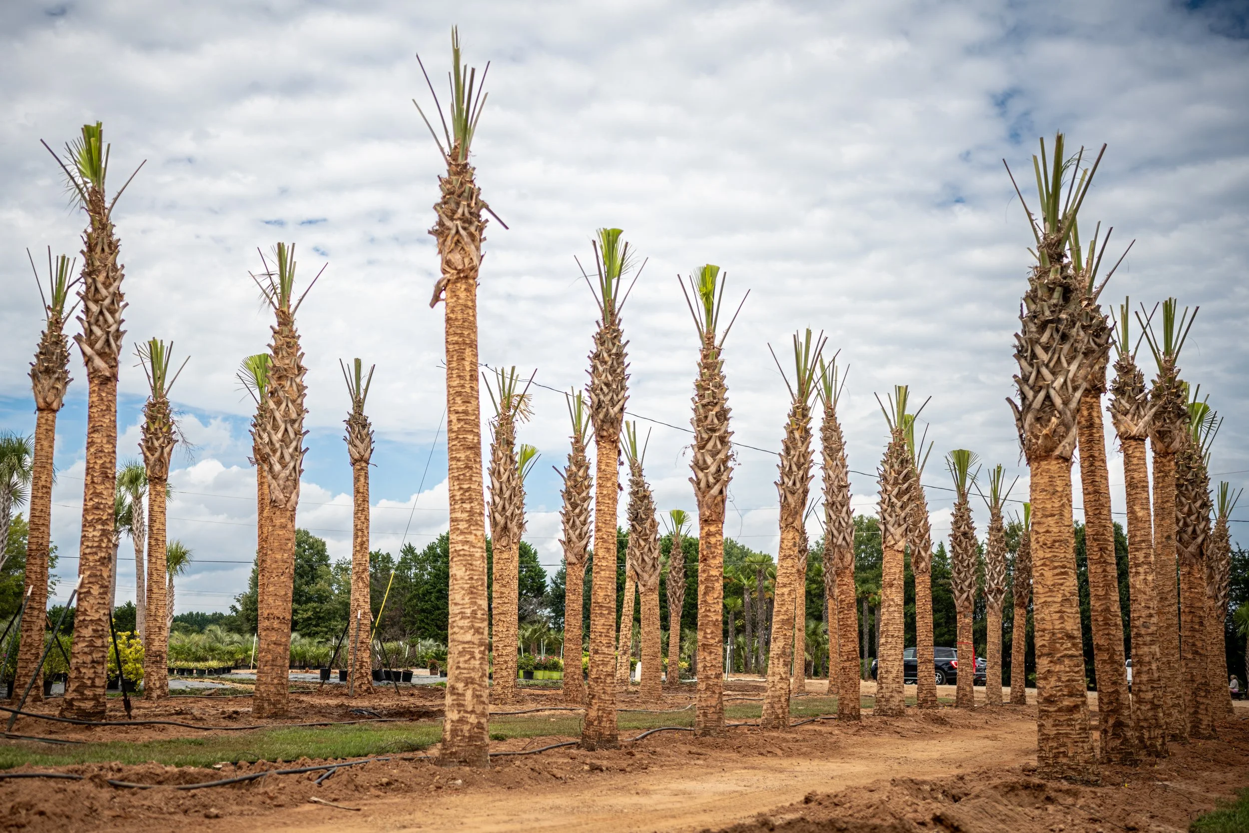 Lees Nursery tall palm trees standing in rows social media content by MaRad Productions Charlotte NC