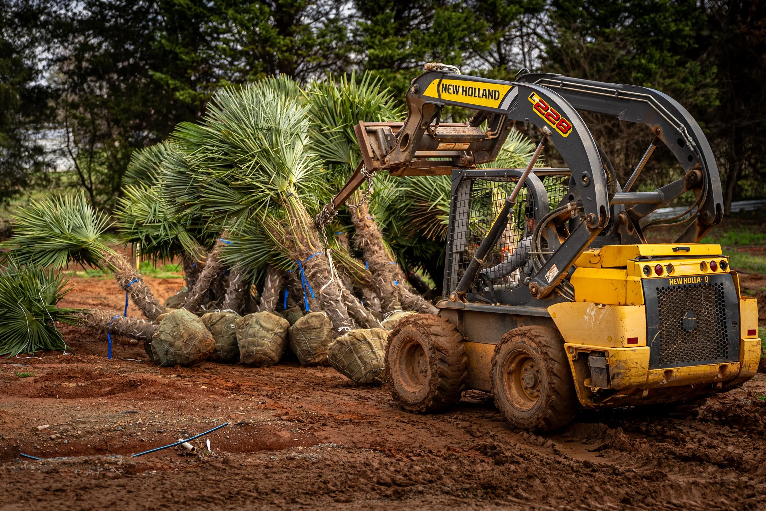 New Holland skid steer moving large palm trees on job site commercial video production by MaRad Productions Charlotte NC