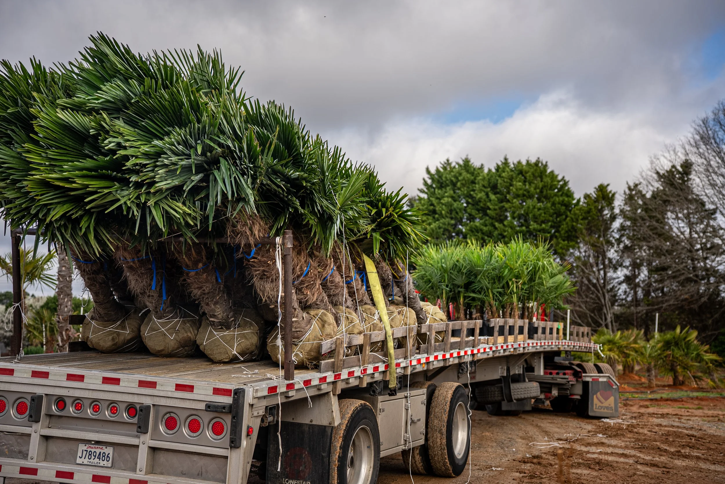 Lees Nursery palm trees installed along Charlotte NC skyline landscape commercial photography by MaRad Productions