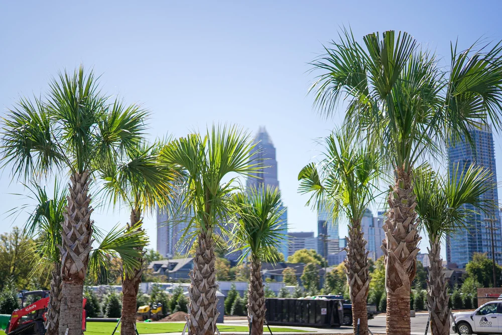 Palm trees featured in a MaRad commercial video marketing campaign