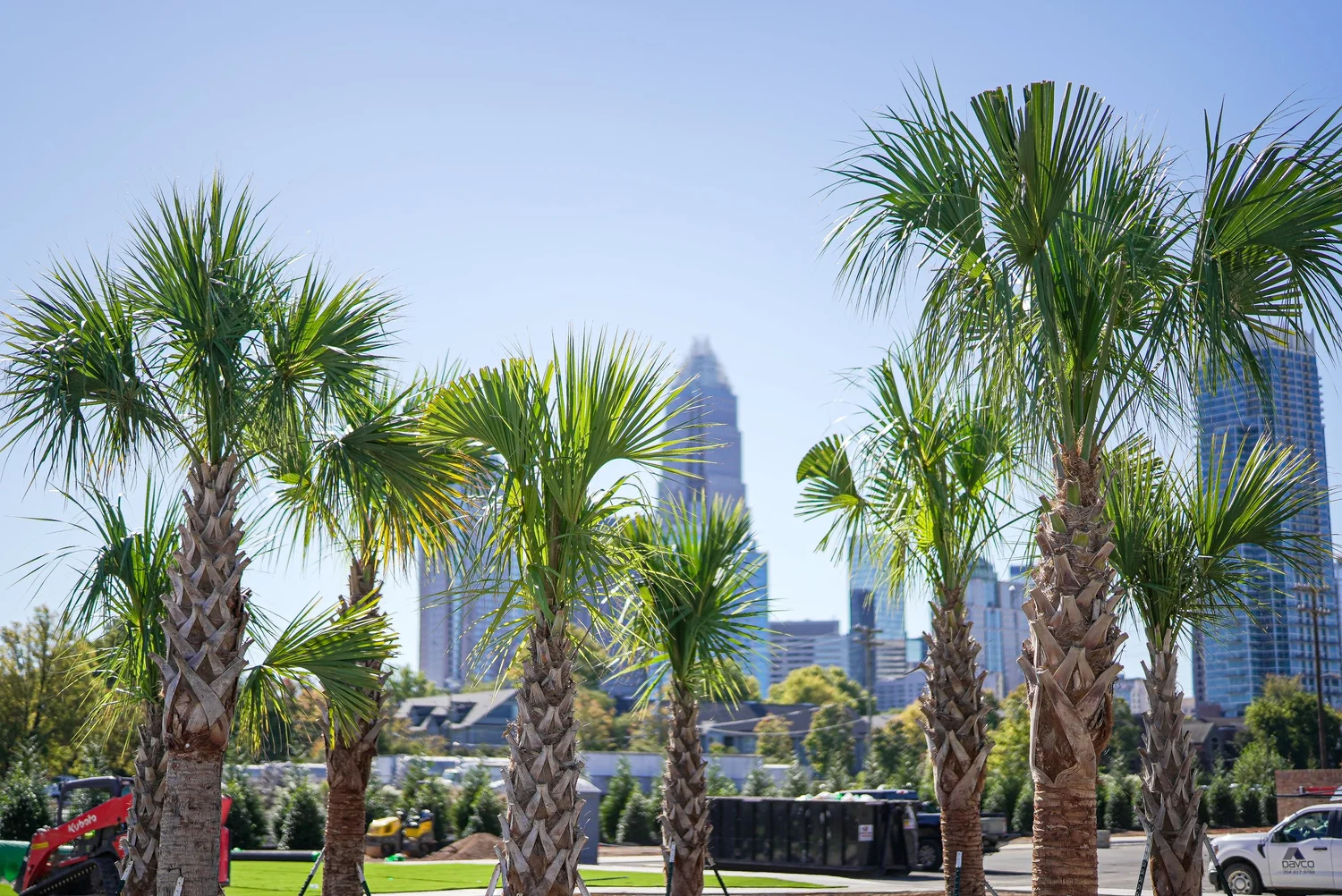 Palm trees featured in a MaRad commercial marketing campaign