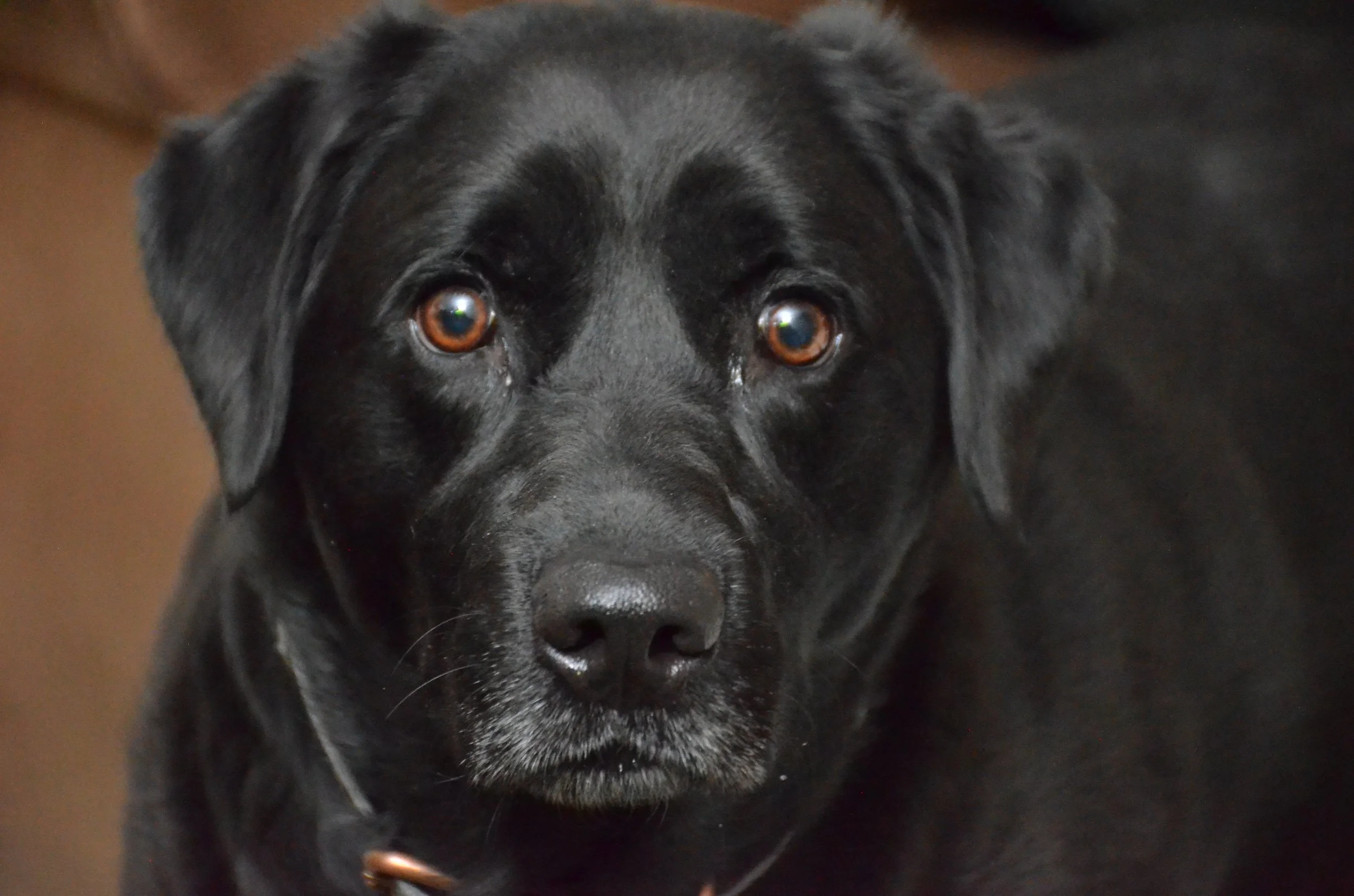 Pet Photos!