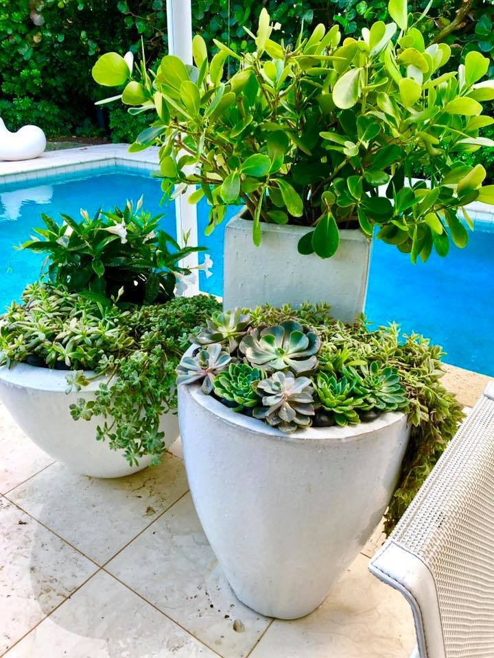 Three large white planters filled with various green leafy succulents and plants, placed on a stone tiled patio near a swimming pool with a blue water surface.