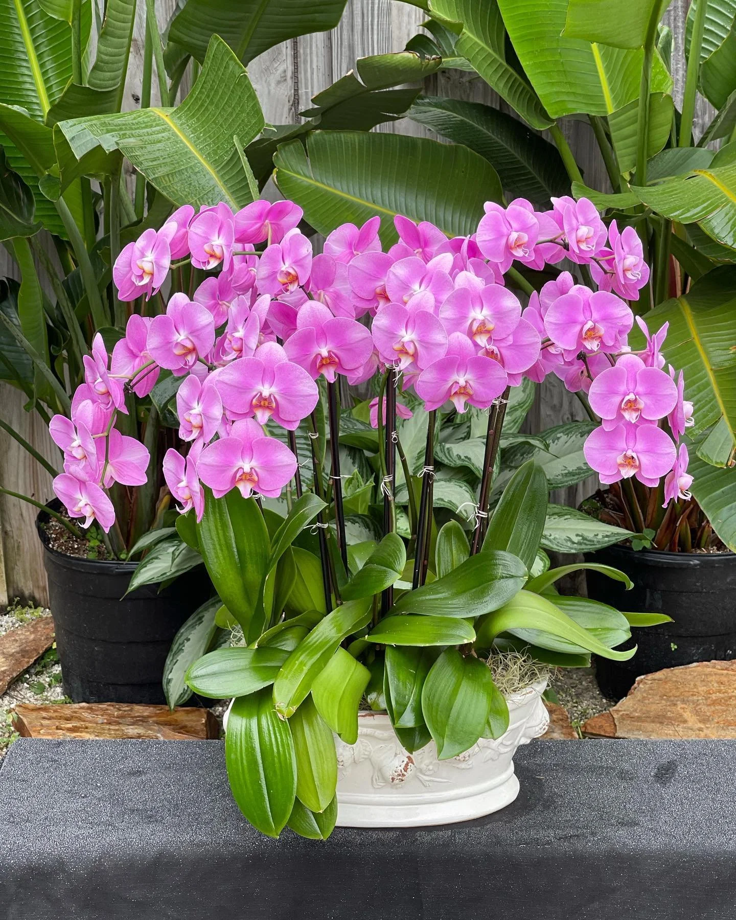 Pink orchids in a white decorative pot set on a black surface, surrounded by large green tropical leaves and potted plants.