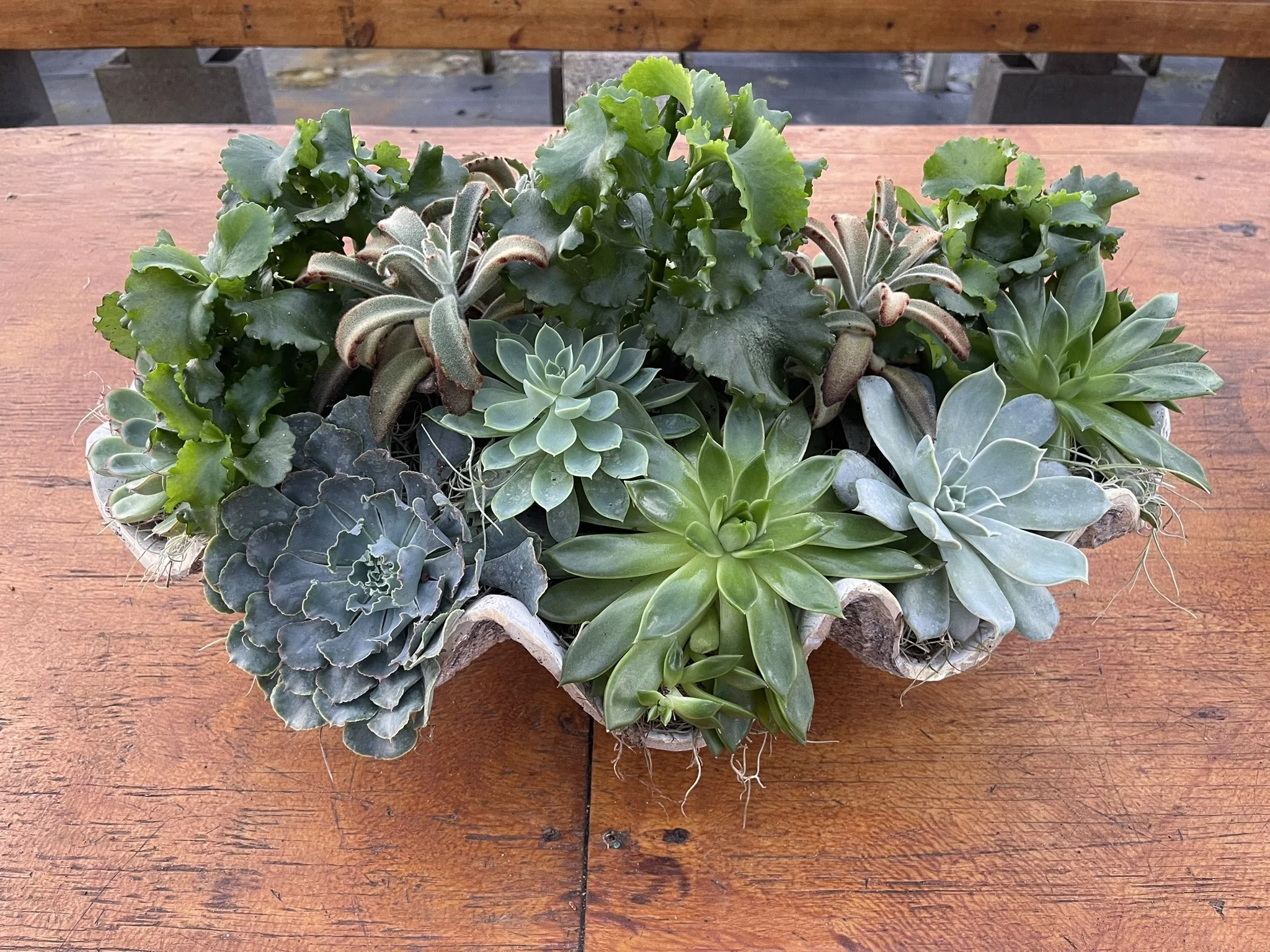 A variety of succulents arranged in a container on a wooden table, with a background of concrete blocks and outdoor setting.