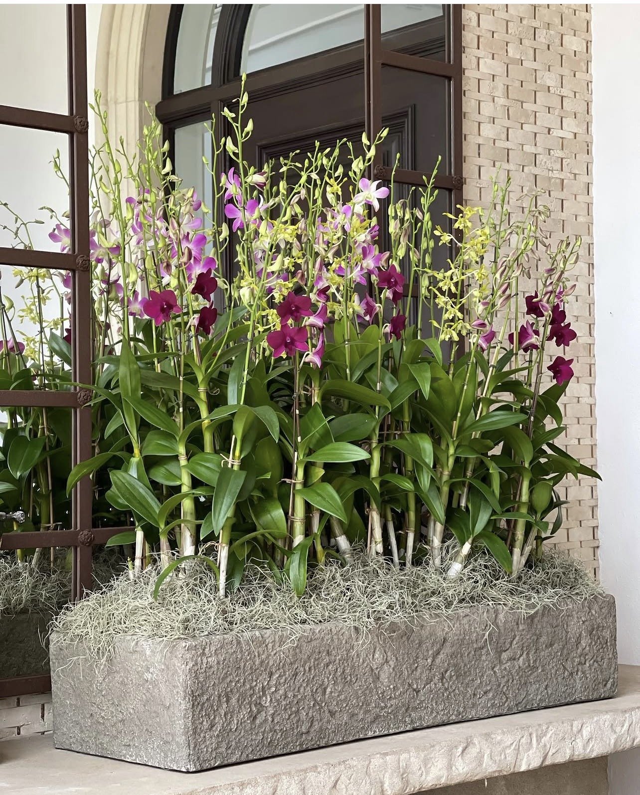 A large stone planter filled with purple orchids and Spanish moss, placed in front of a brick wall and a decorative metal garden trellis.