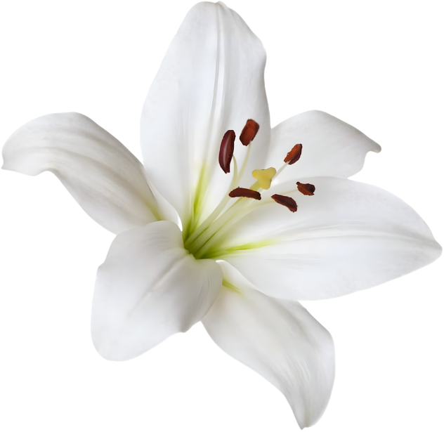 White lily flower with prominent stamens and pistil, isolated on a transparent background.