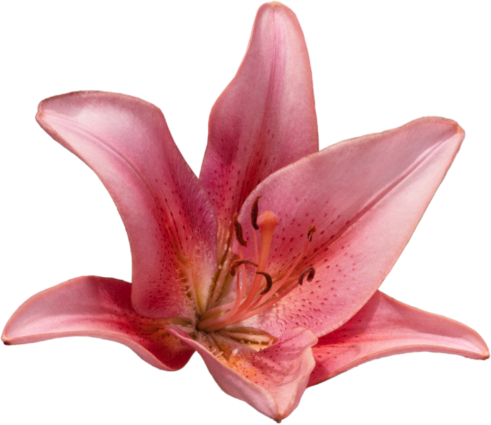 A close-up of a pink lily flower with six petals, stamens, and pistil.