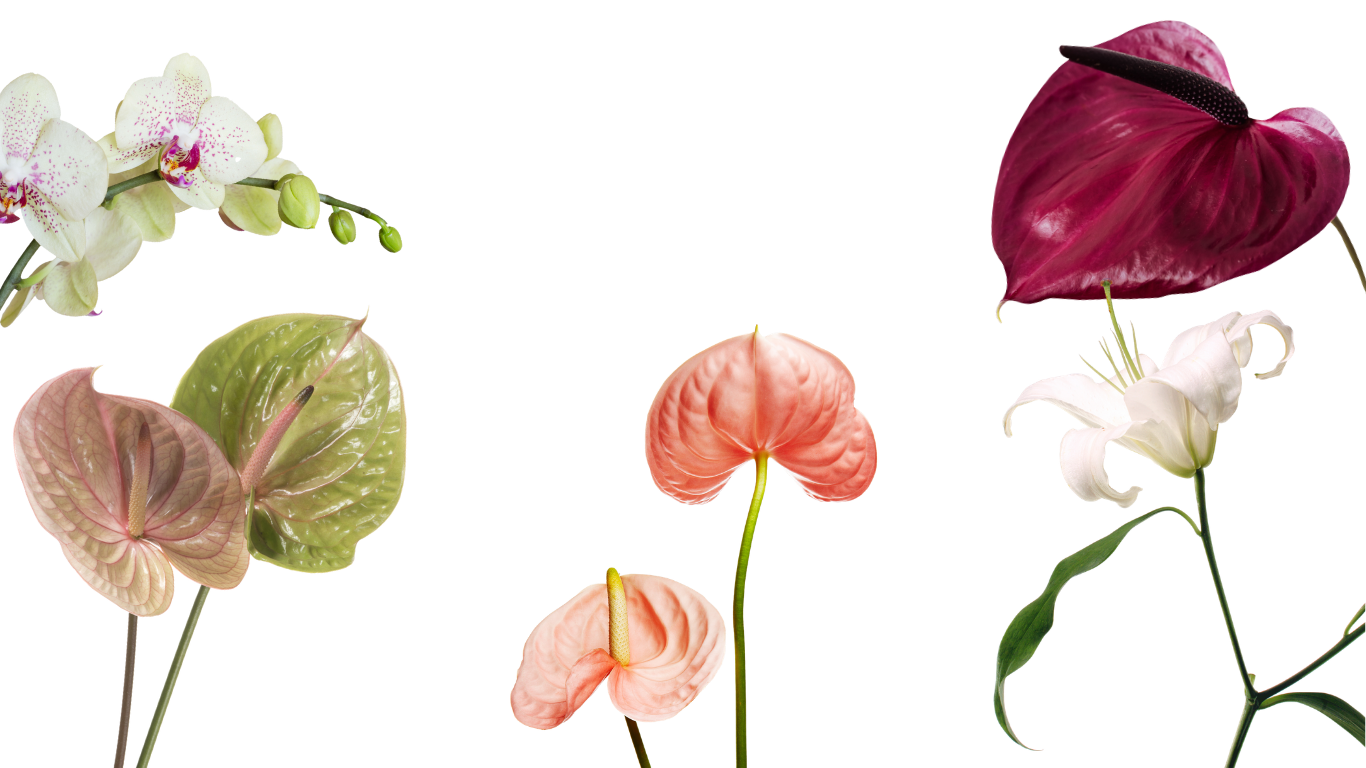 A border of various colorful flowers, including orchids, anthuriums, peace lilies, and calla lilies, decorated along the edges of a yellow rectangular frame.