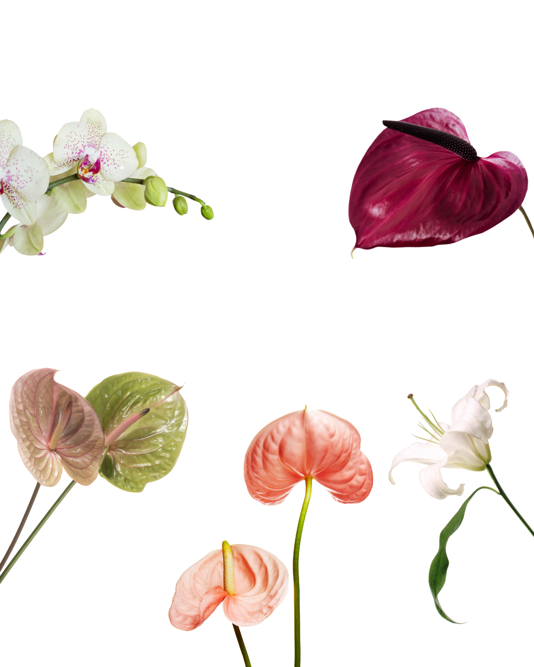 A collage of various flowers, including white orchids, pink anthuriums, anthuriums in light pink, and white lilies with green leaves, arranged on a background.