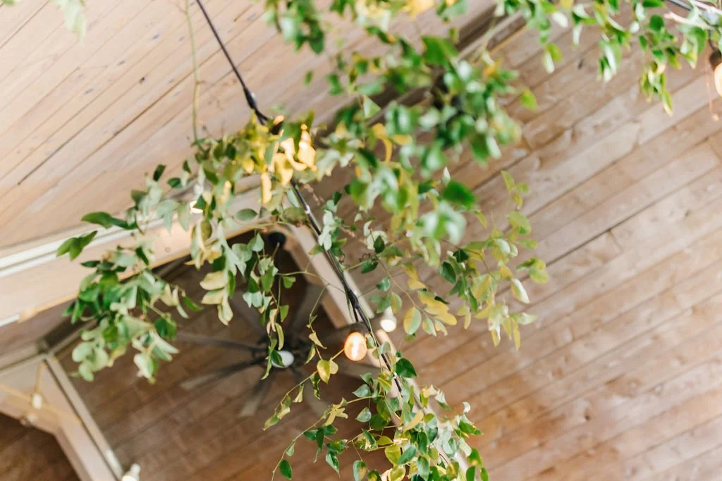 Hanging green leafy plant with small lights on a wooden ceiling.