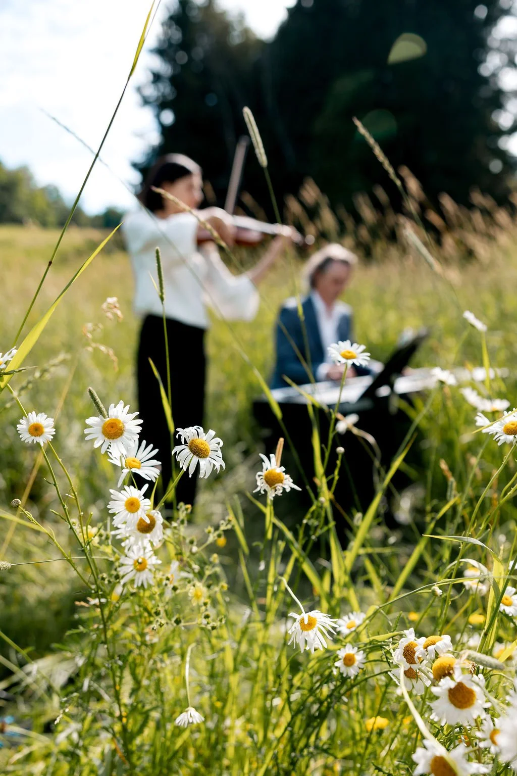 Close-up of daisies in a green field with two women in the background, one playing the violin and the other reading a book, all outdoors on a sunny day.