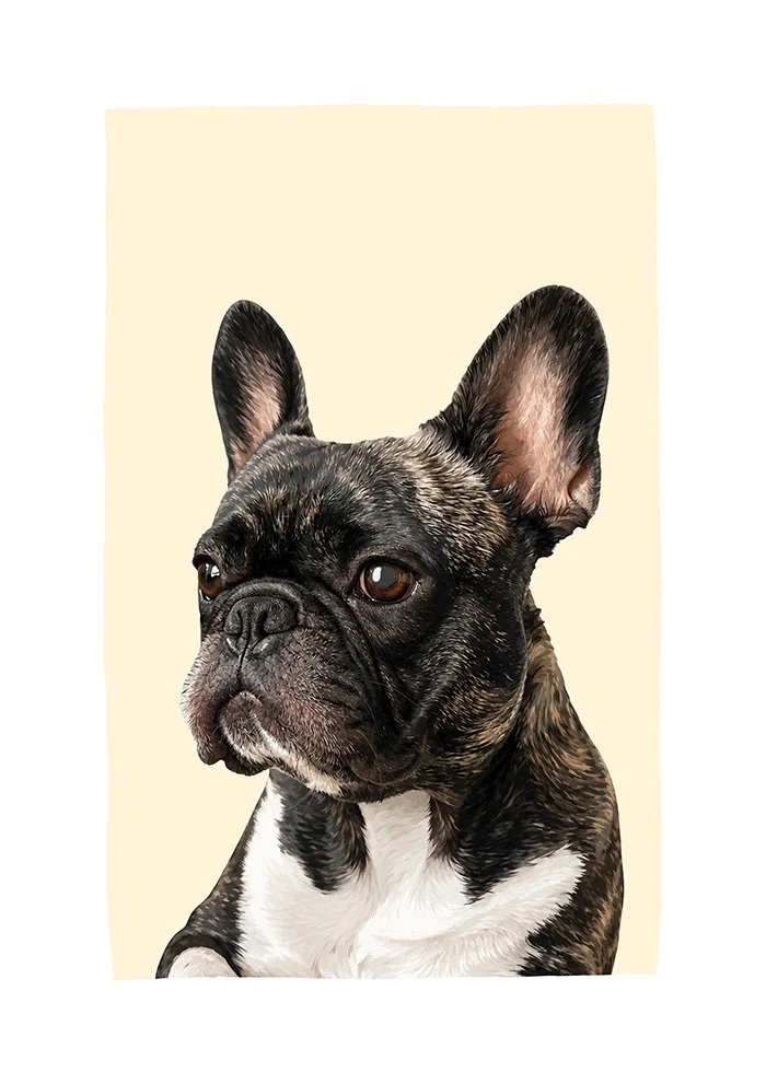 French Bulldog