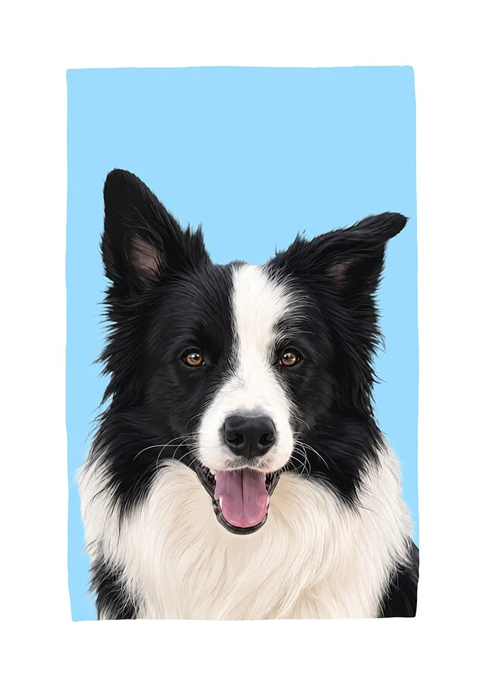 Border Collie