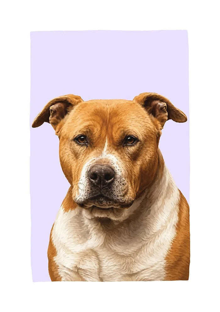 American Staffy