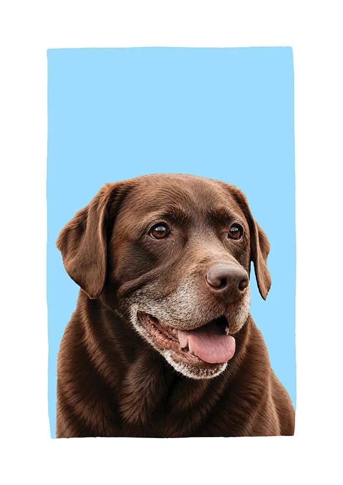 Labrador
