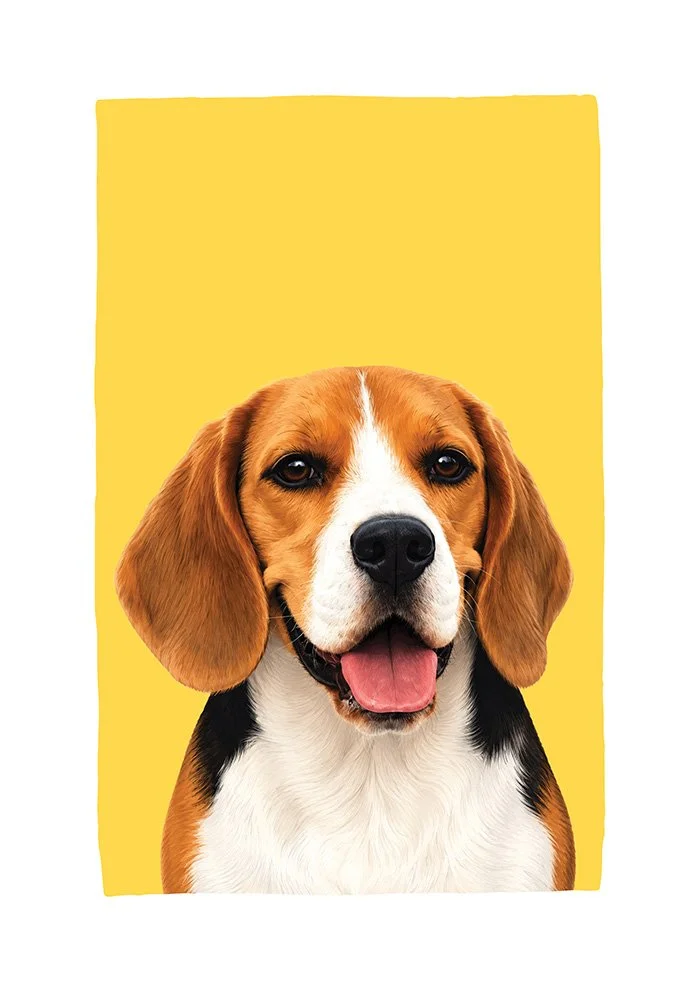 Beagle