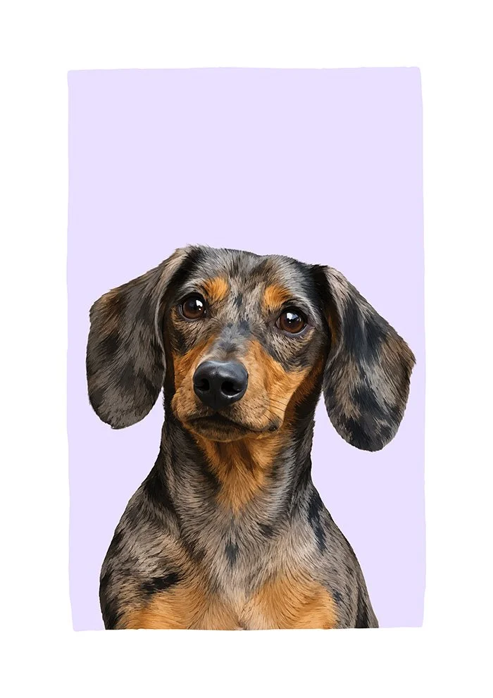 Dachshund