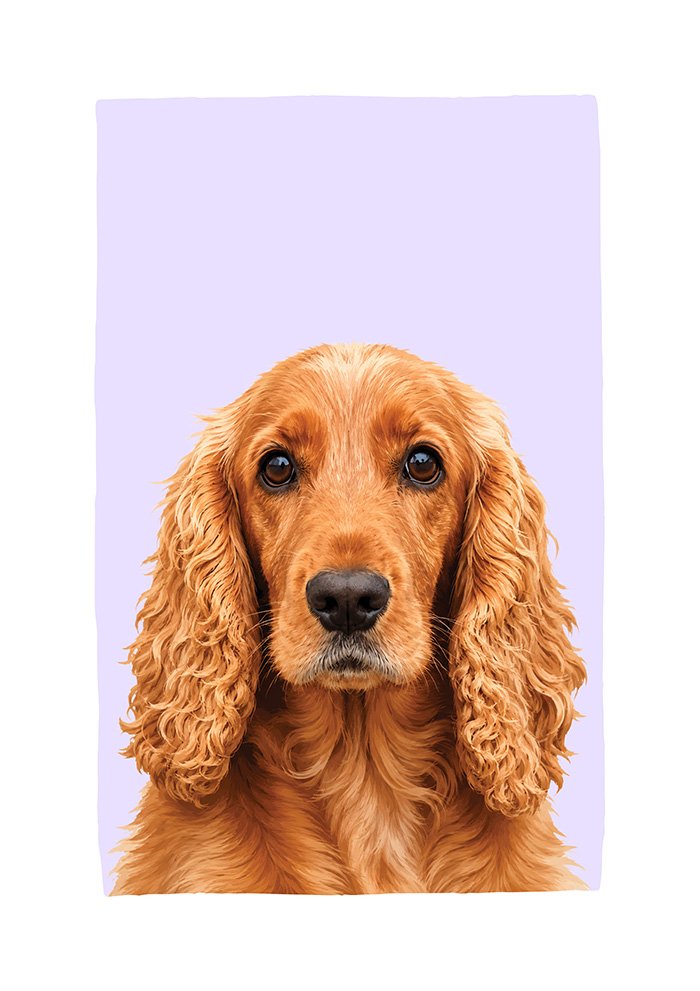 Cocker Spaniel
