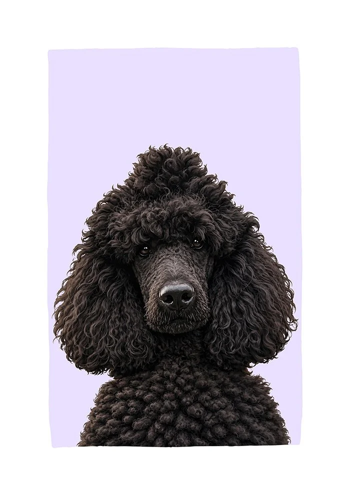 Poodle