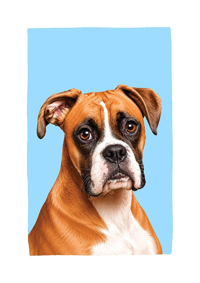 Boxer