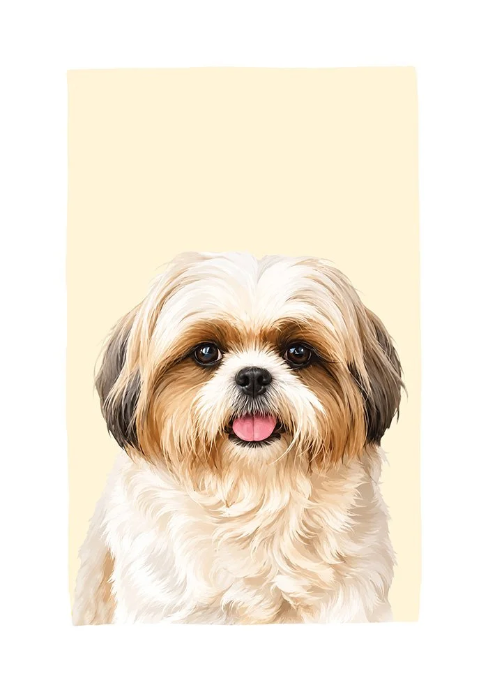 Shih Tzu