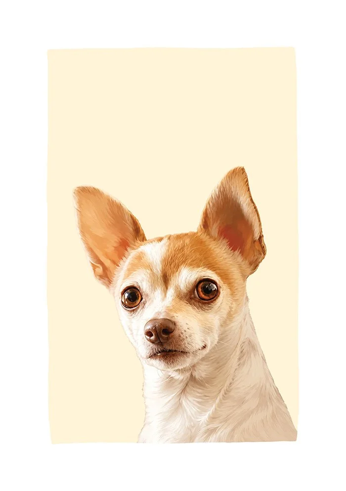 Chihuahua