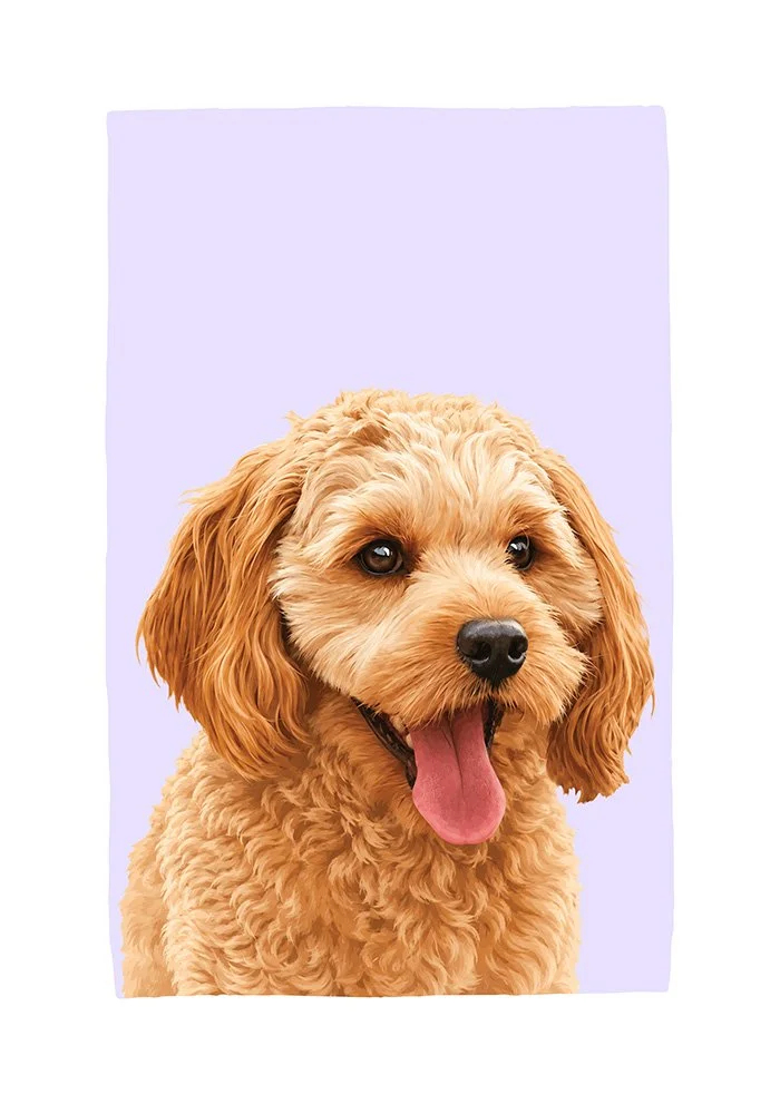 Cavoodle