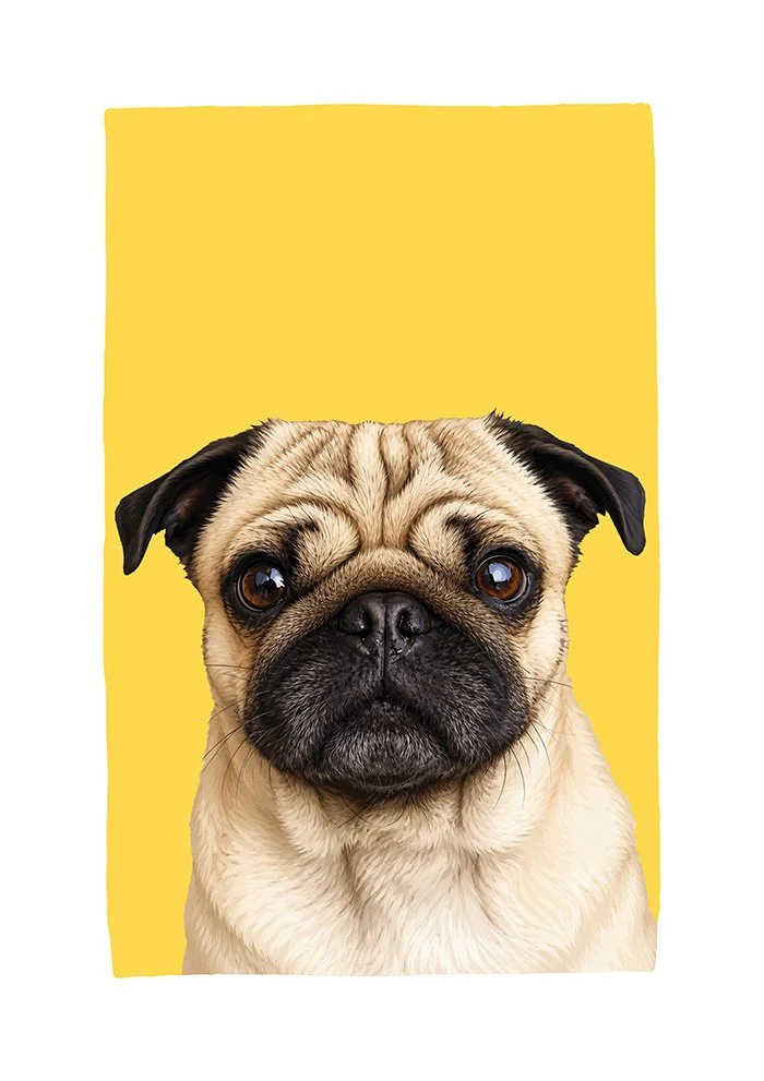 Pug