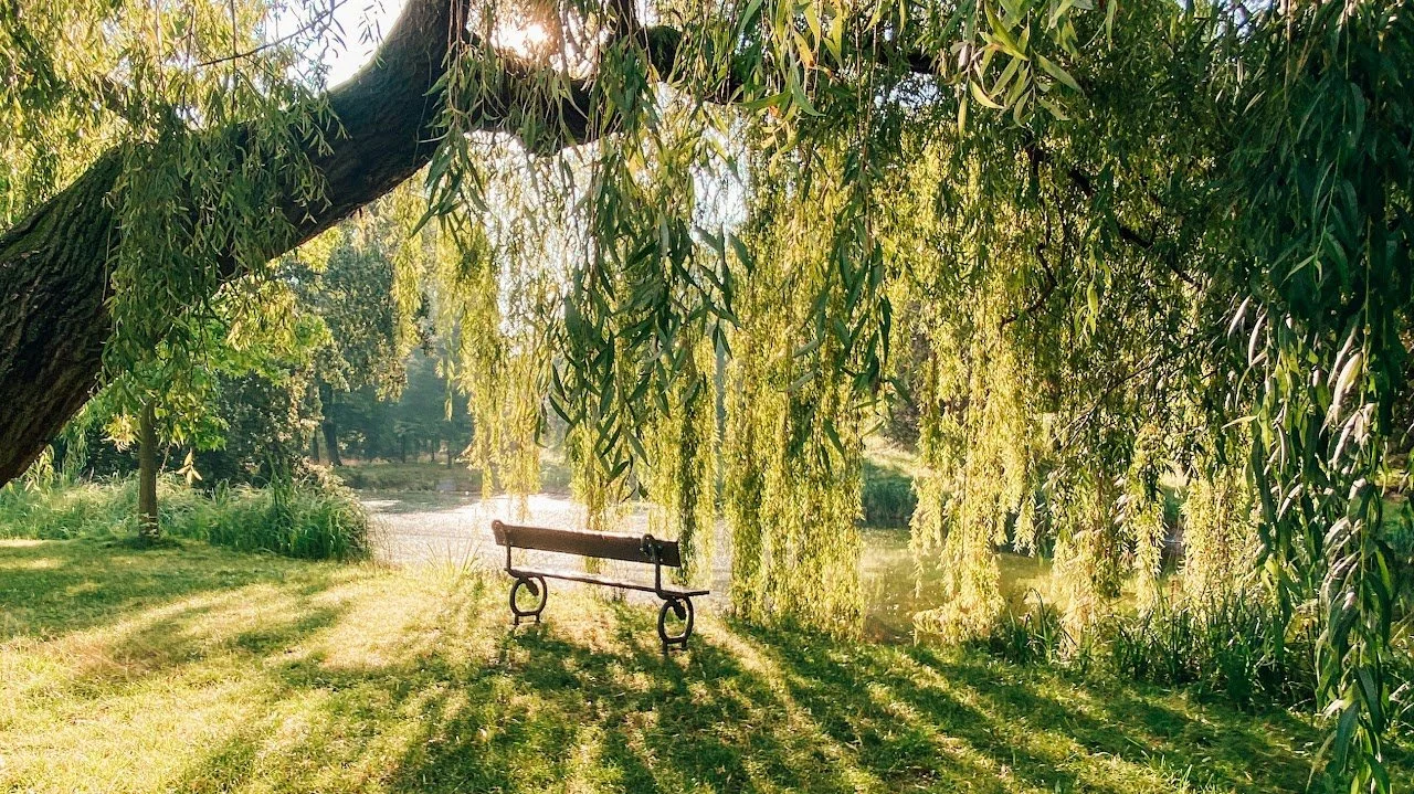 Phytoremediation with Willow Trees