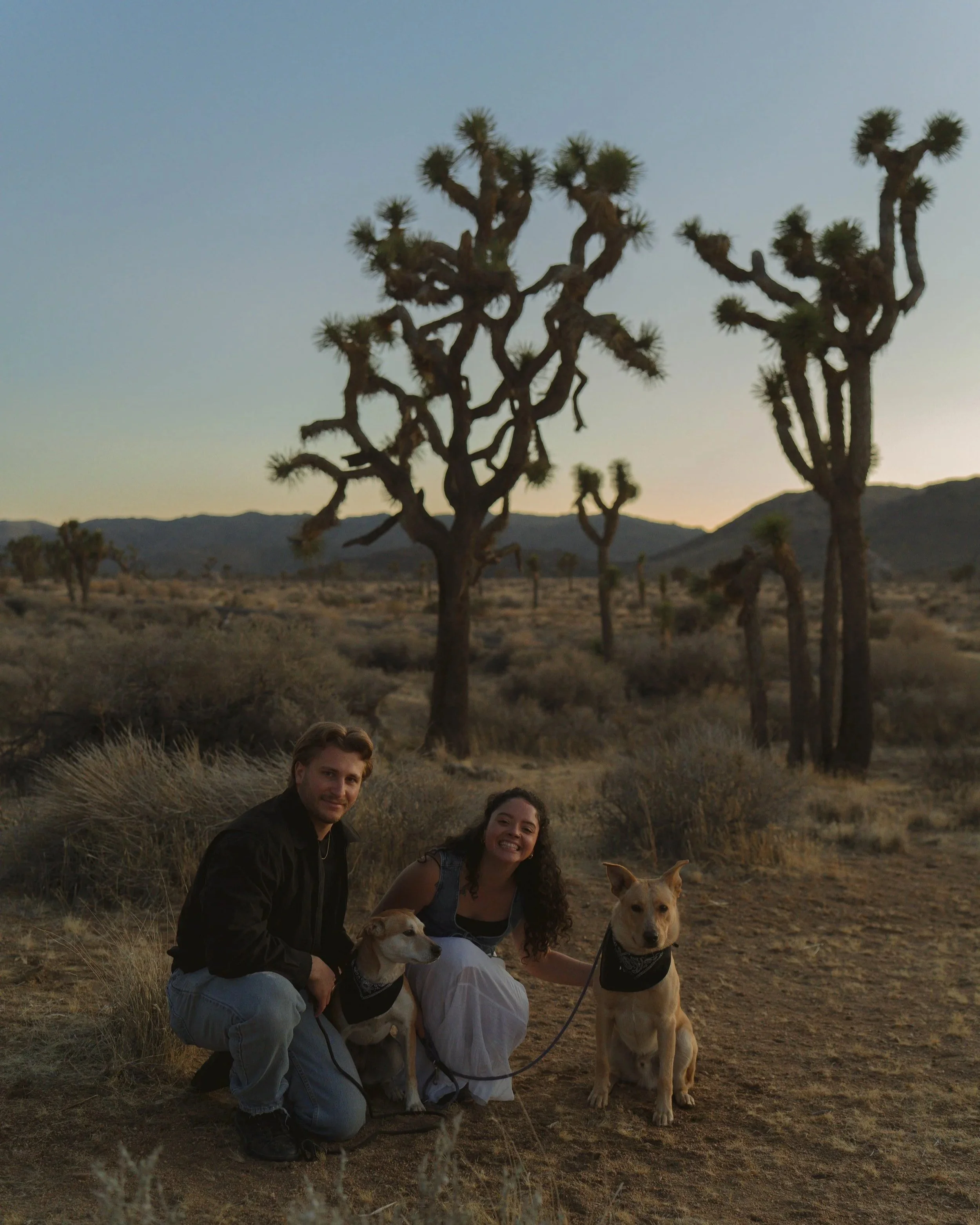 Two people crouching in a desert landscape with Joshua trees and mountains in the background during sunset, accompanied by two dogs.