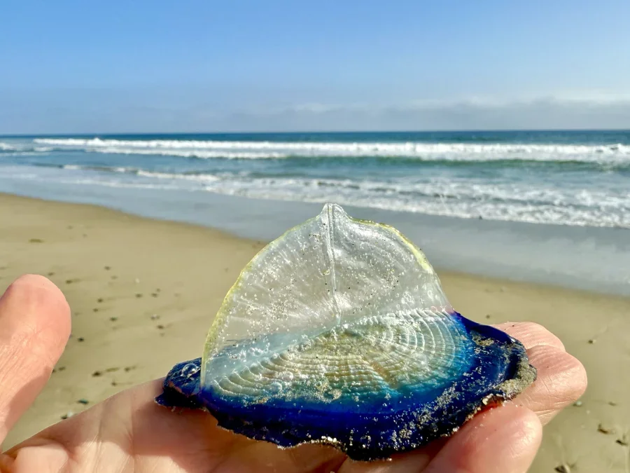 Ocean Beach Jellyfish held in hand with ocean lapping shore