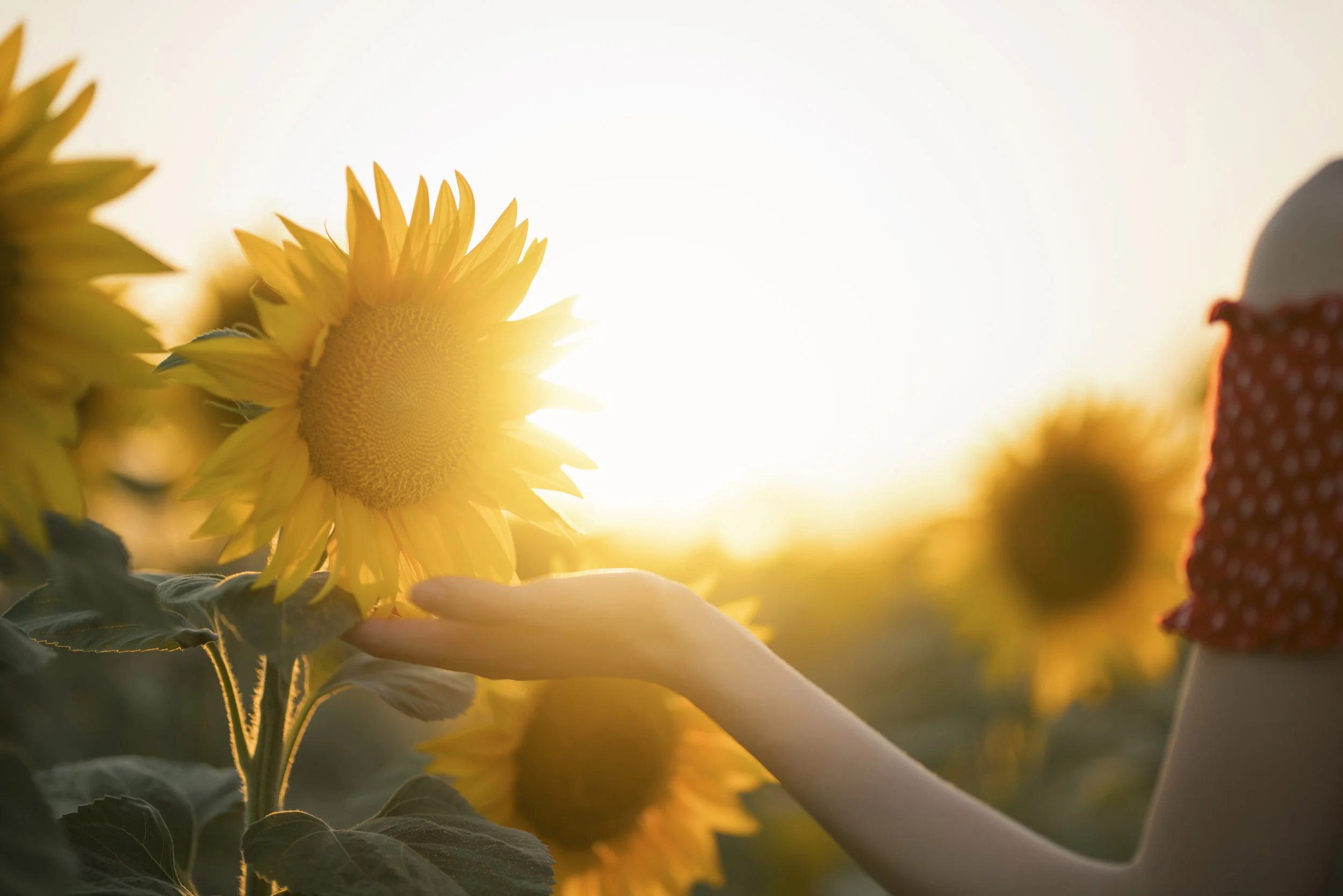 Womans hand caressing a sunflower while strolling through a field of sunflowers