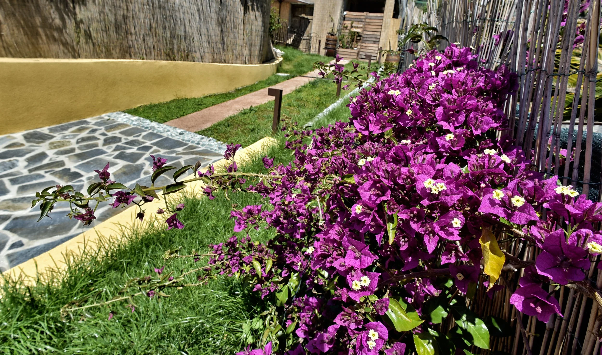 Fiori viola e rosa lungo una recinzione di ferro bianca in un giardino soleggiato
