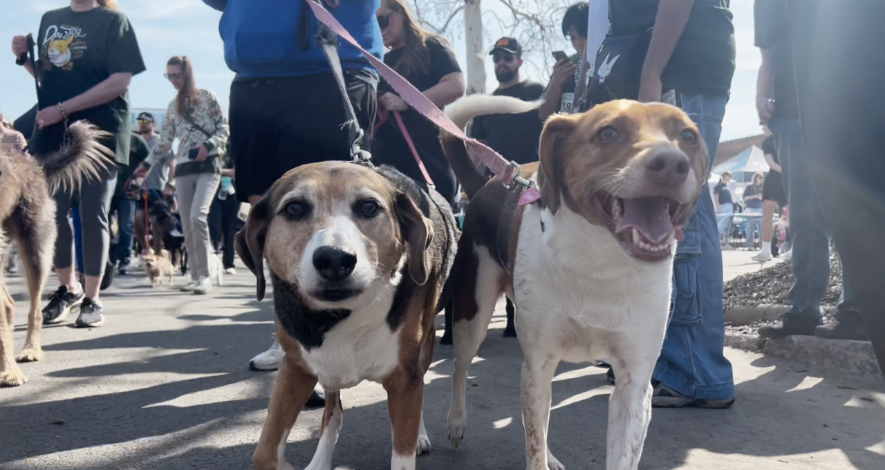 Center for Physical Therapy and Sports Medicine Proudly sponsored the 2023 SPCA Dog Jog and Block party
