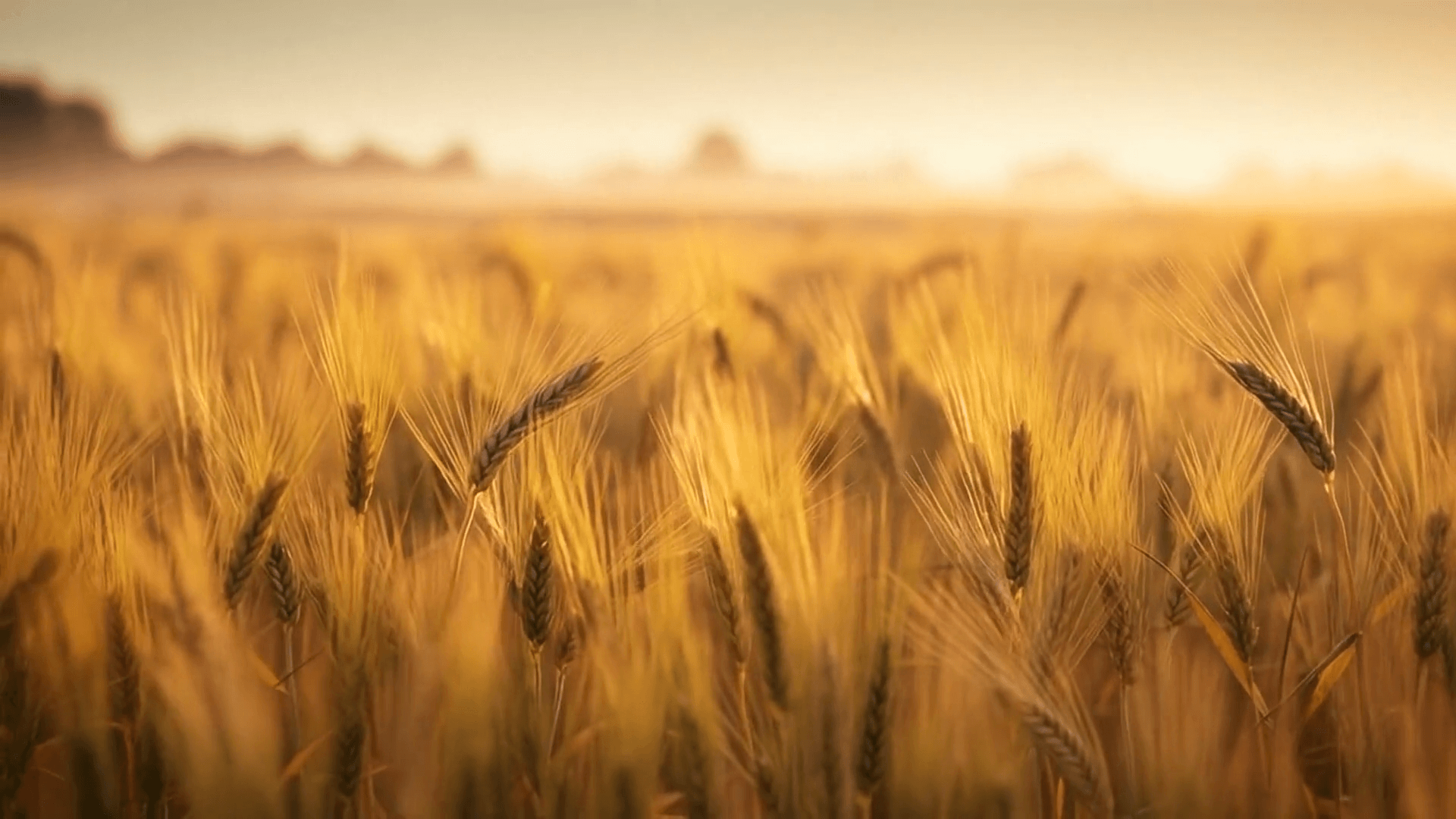 wheatfieldpic.png