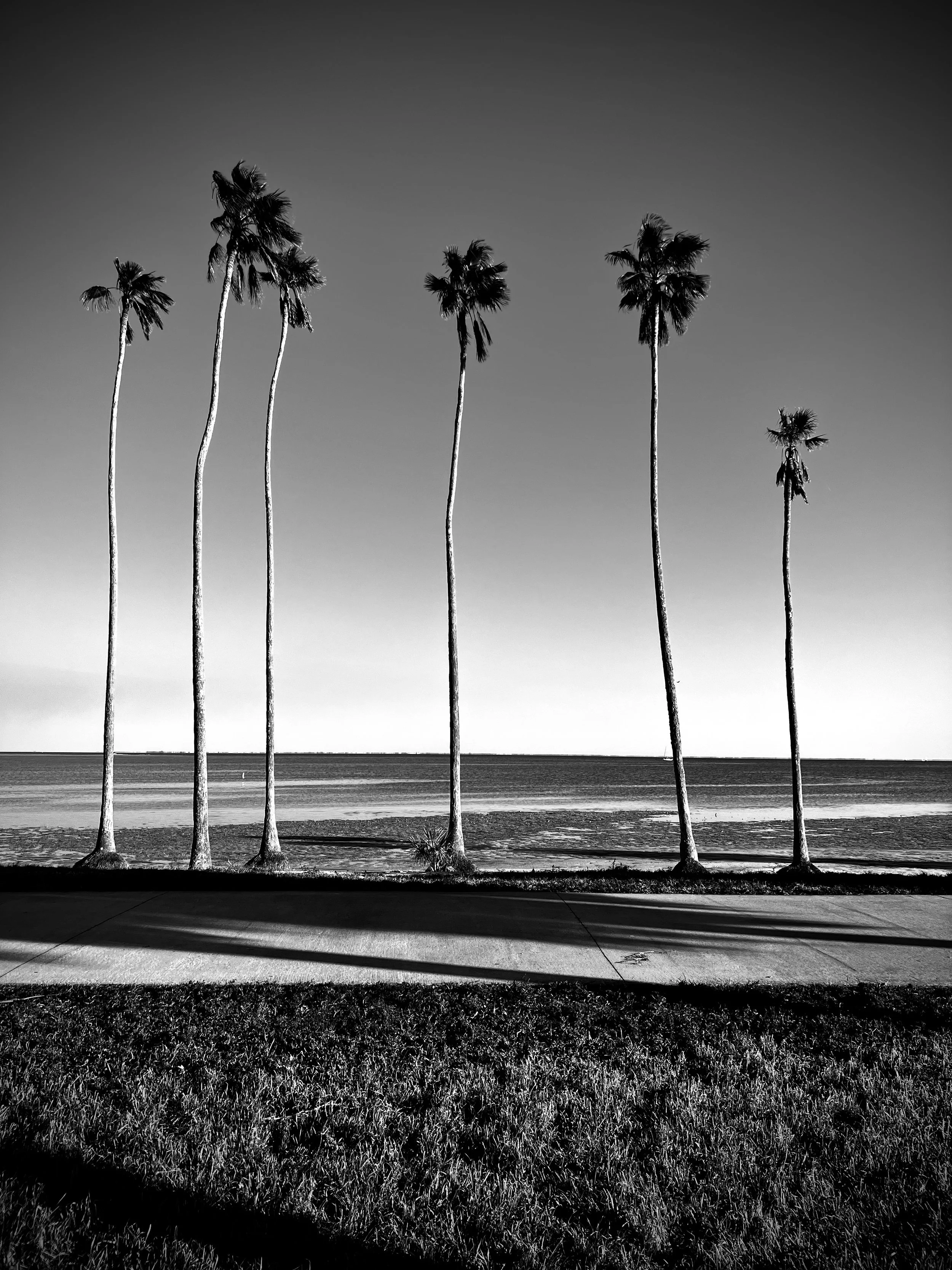 Landscape photo of tall palm trees along a beach with a clear sky and ocean in the background.