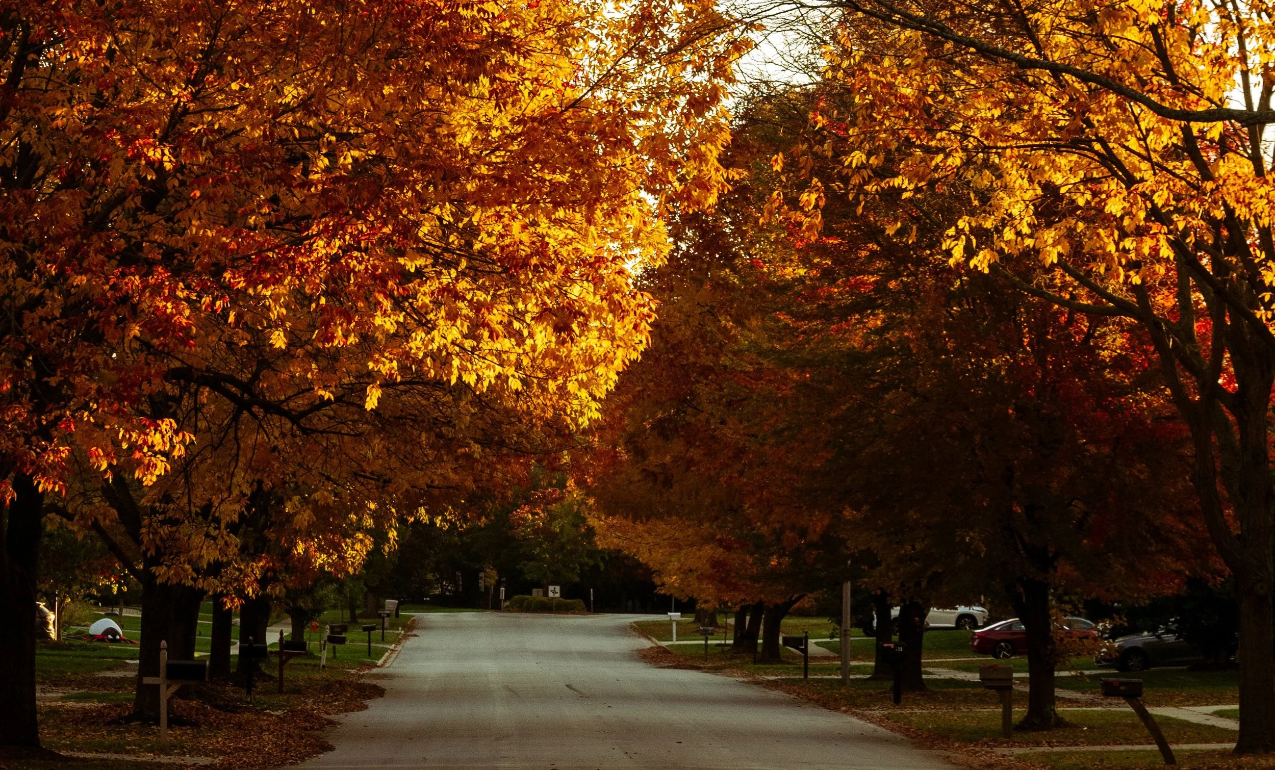 A suburban street lined with trees displaying vibrant fall foliage, with leaves in shades of yellow, orange, and red. Cars are parked along the road, and the scene is illuminated by warm sunlight.