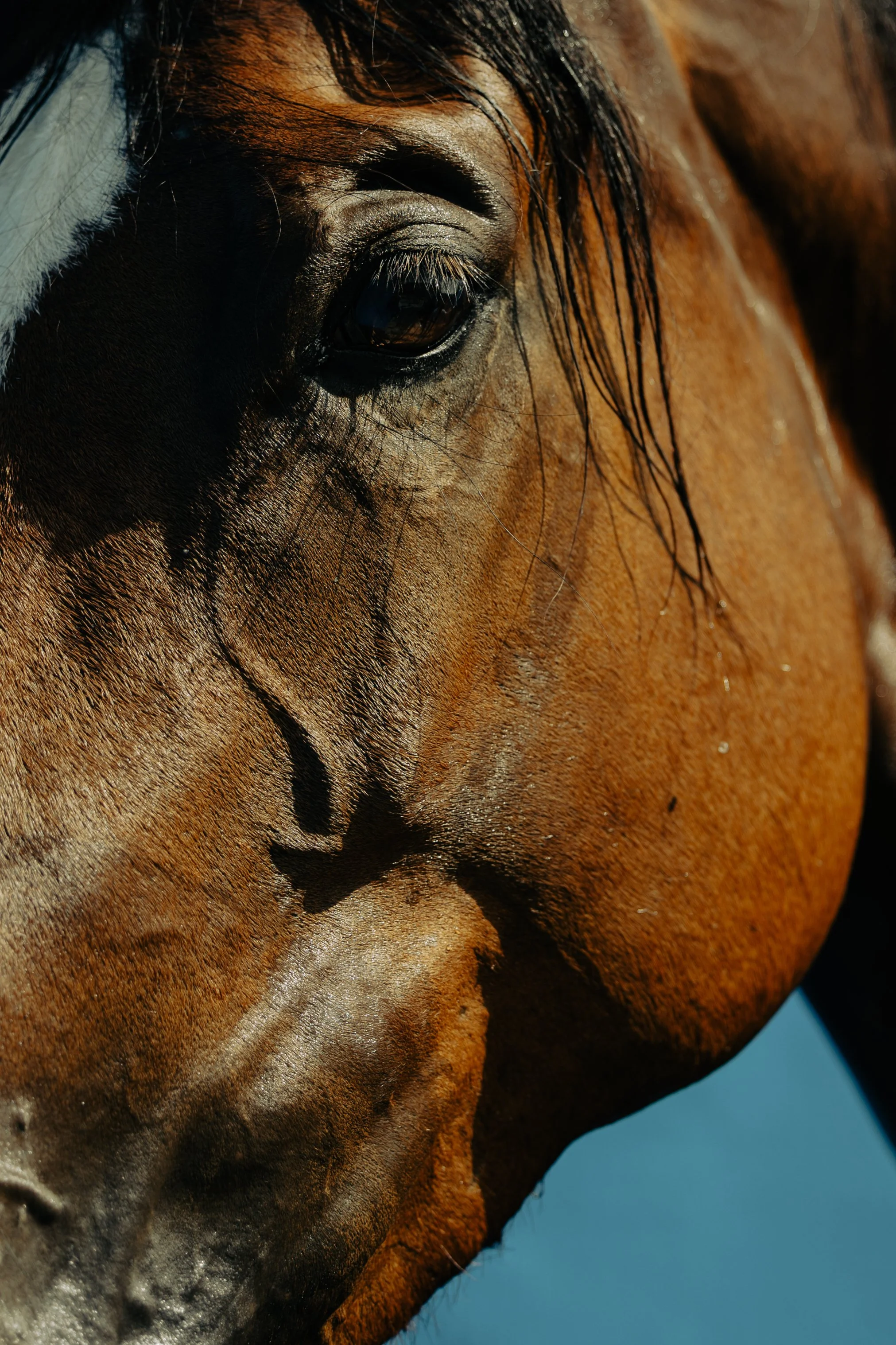 Neiz Horse-3.jpg