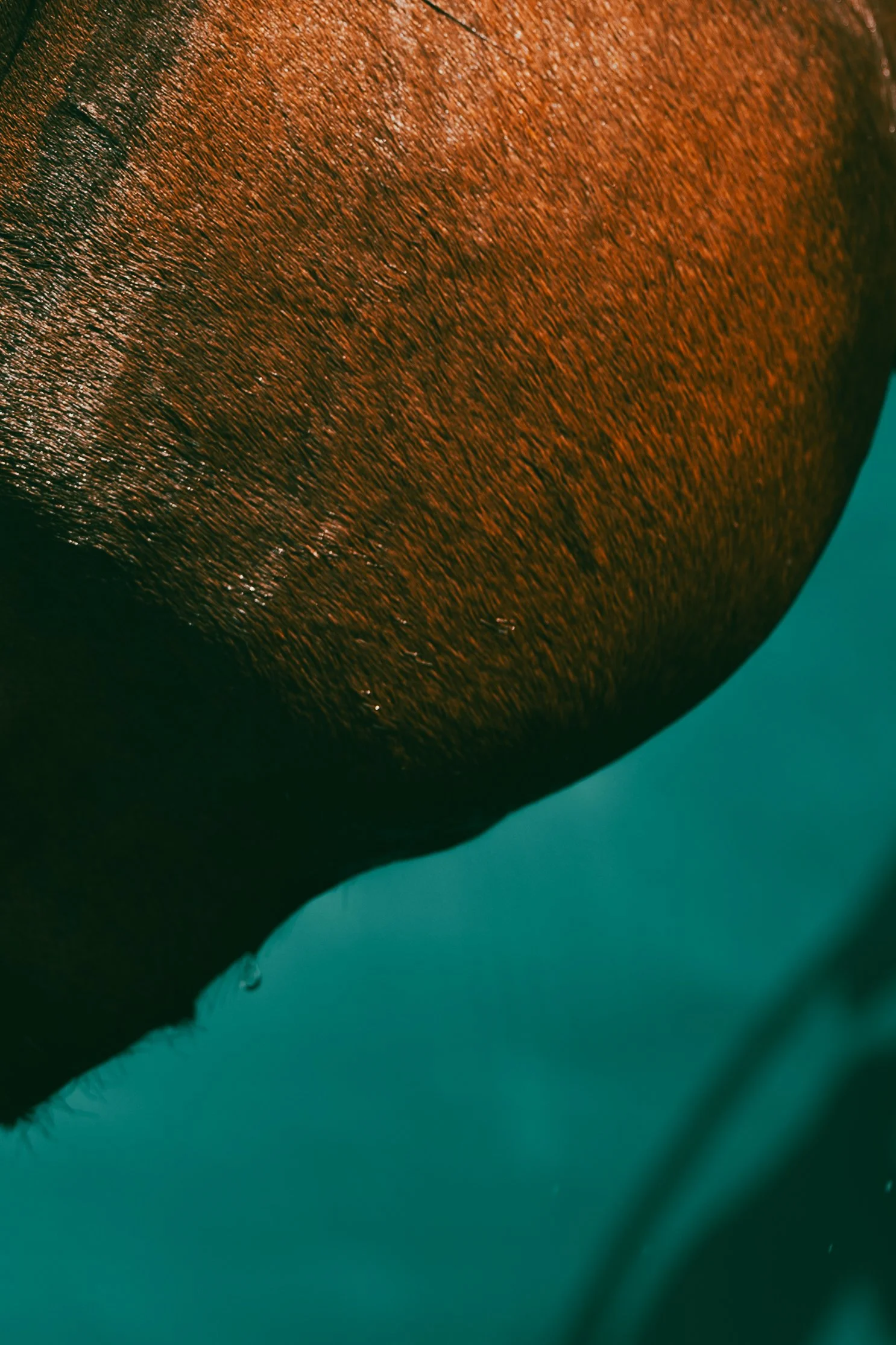 Neiz Horse-4.jpg