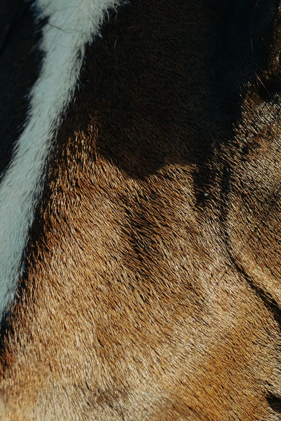 Neiz Horse-2.jpg