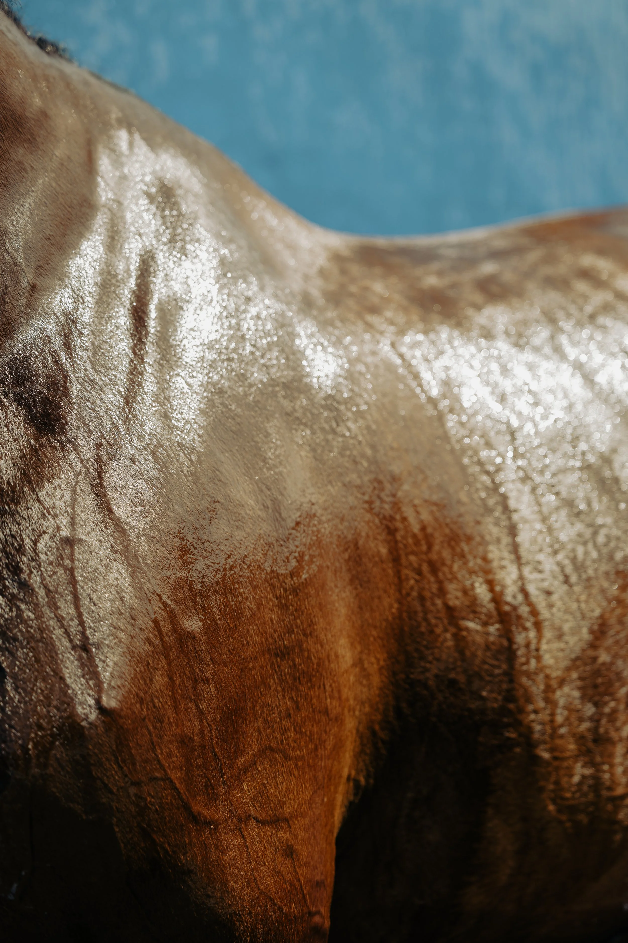 Neiz Horse.jpg