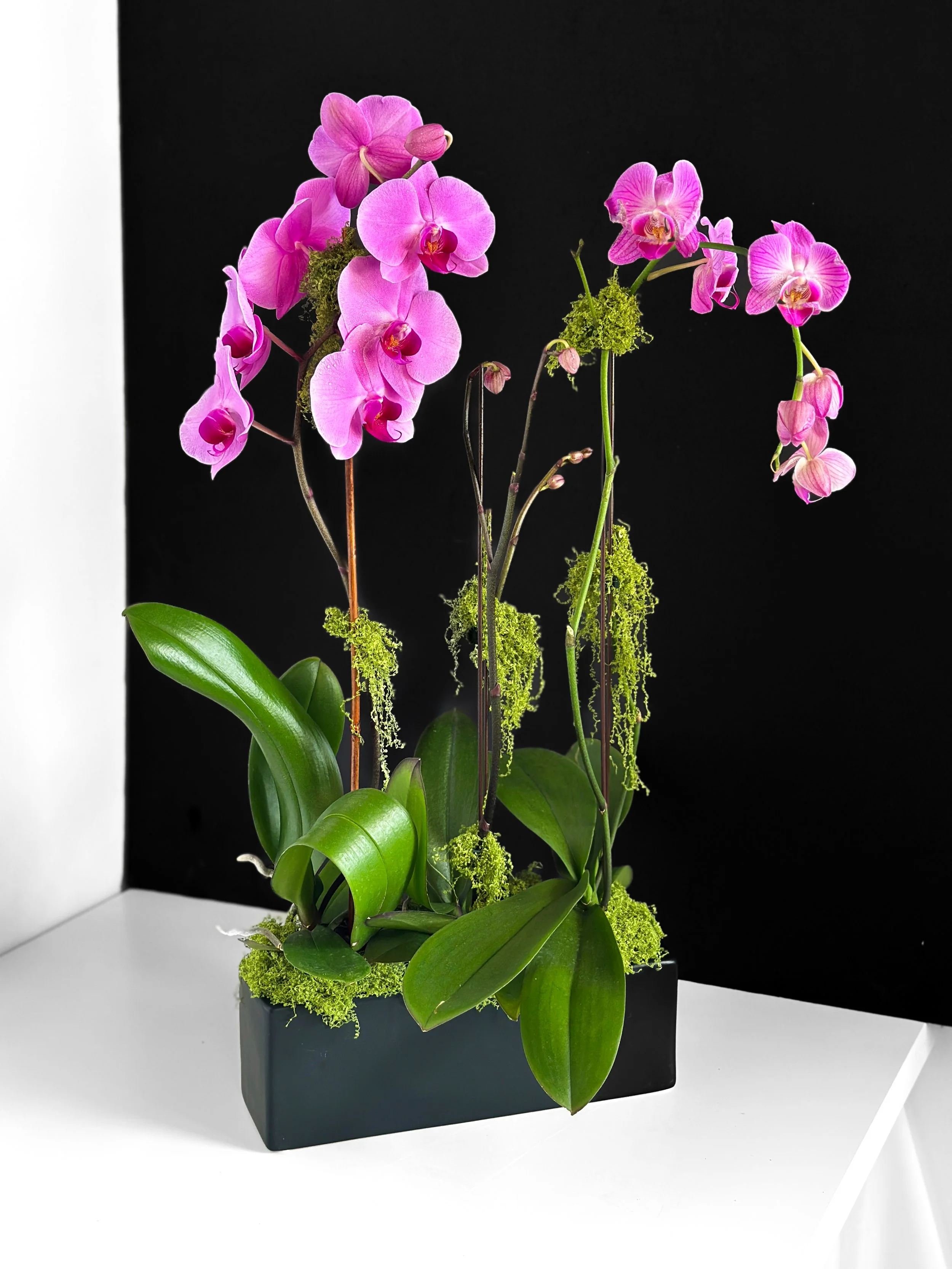 Phalaenopsis Orchid Plant (Large)
