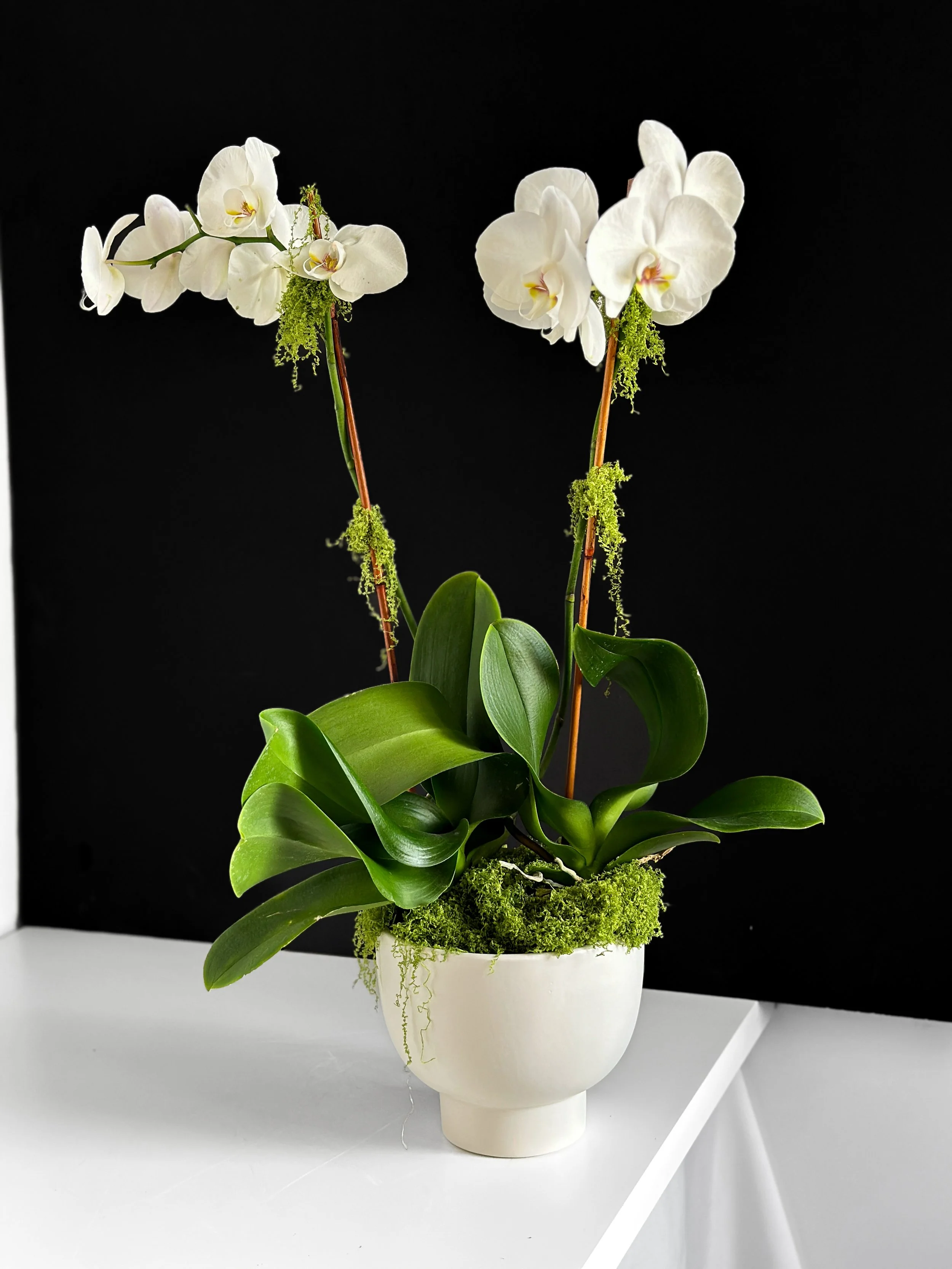 Phalaenopsis Orchid Plant (Medium)