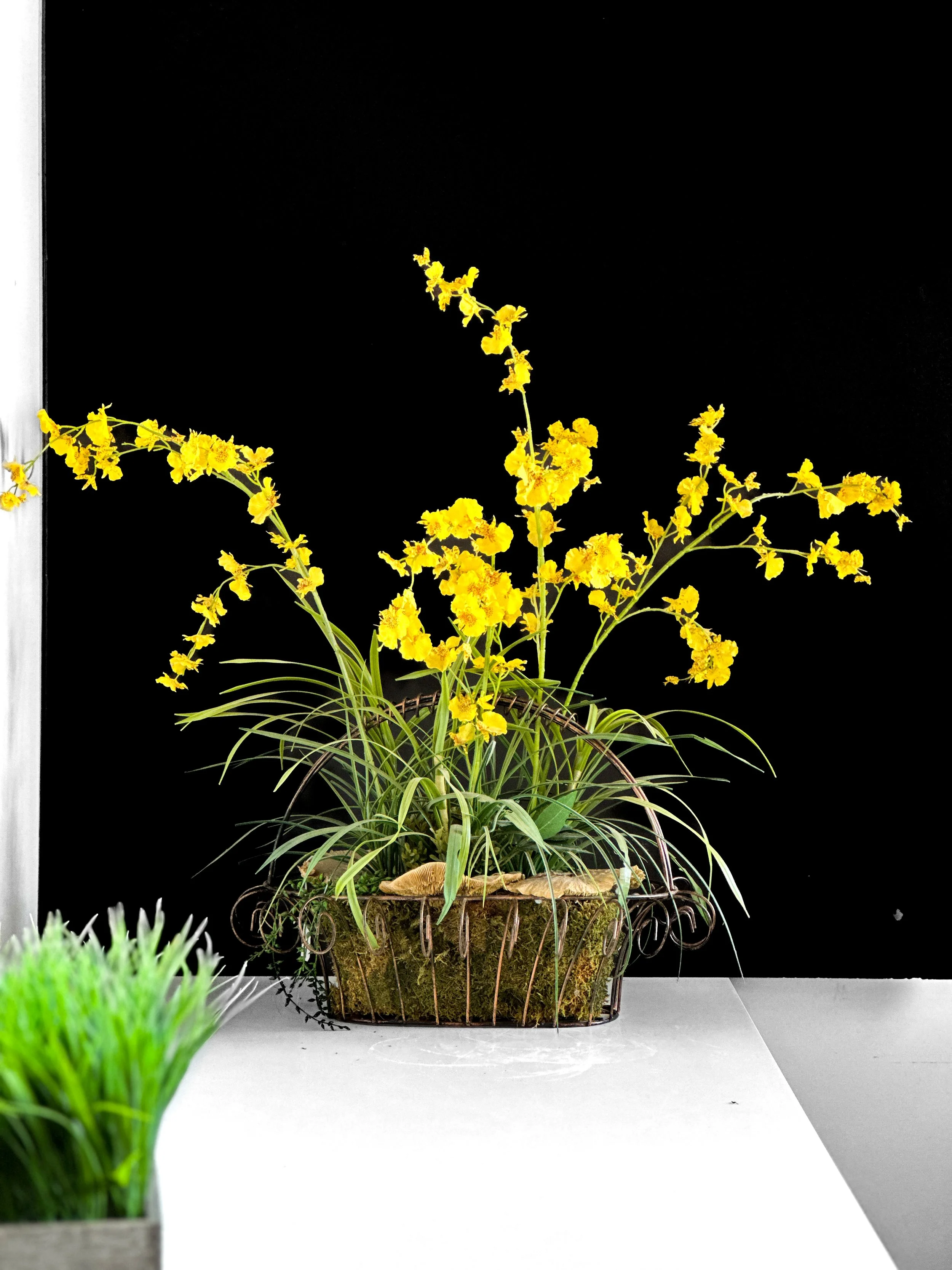 Orchid Sunshine