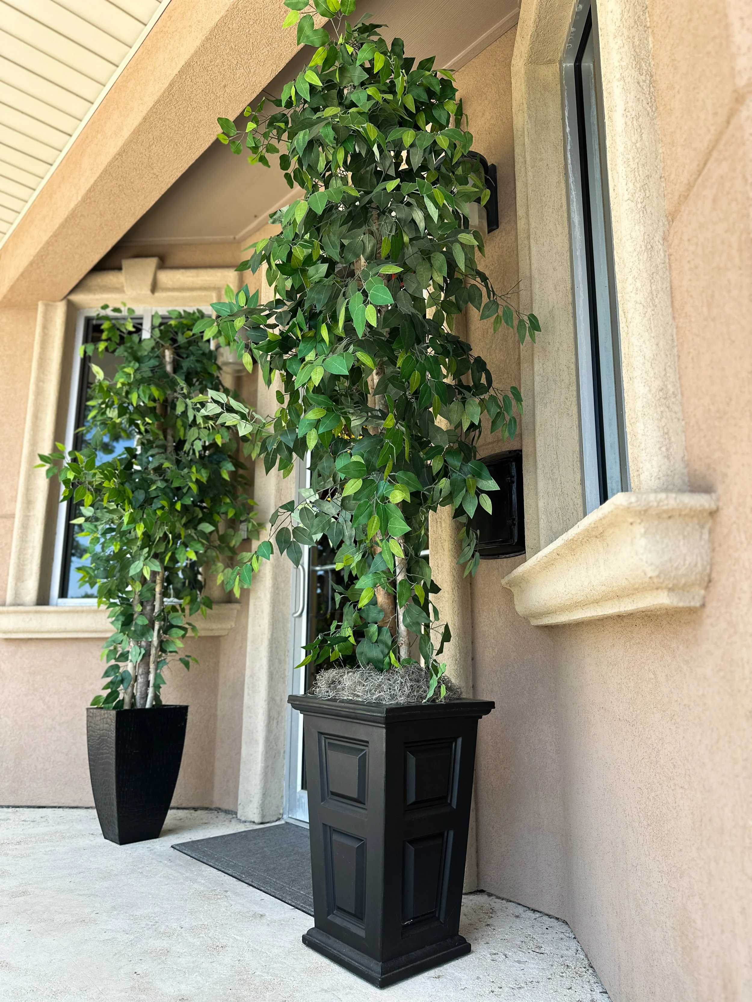 Silk Benjamin Ficus Trees